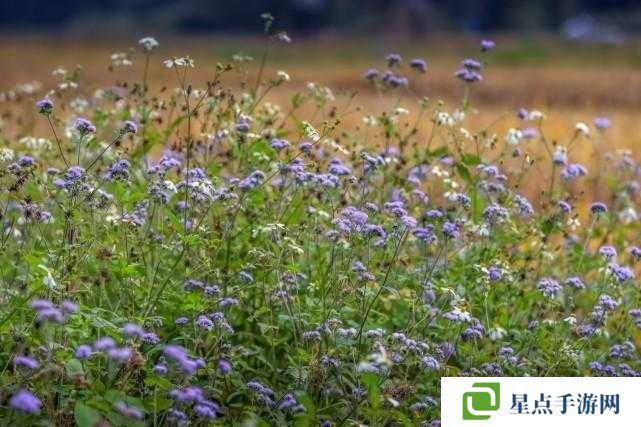 花千骨正版手游郊外竹林副本怎么打？郊外竹林副本挑戰(zhàn)技巧分享