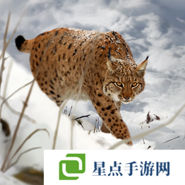 野獸領(lǐng)主新世界異獸圖鑒