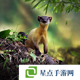 野獸領(lǐng)主新世界異獸圖鑒