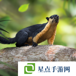 野獸領(lǐng)主新世界異獸圖鑒