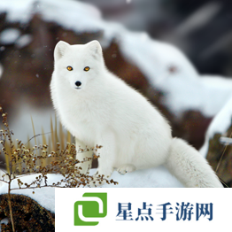 野獸領(lǐng)主新世界異獸圖鑒