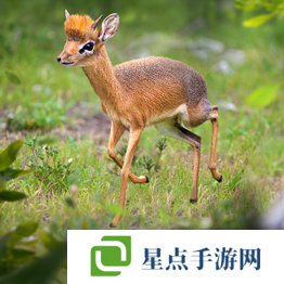 野獸領(lǐng)主新世界異獸圖鑒