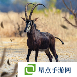 野獸領(lǐng)主新世界異獸圖鑒