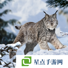 野獸領(lǐng)主新世界異獸圖鑒